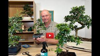 Fukien Tea Tree (Carmona) Indoor Bonsai - The Essentials