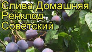 Слива домашняя Ренклод Советский. Краткий обзор, описание prunus domestica Renclod Sovetskii