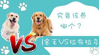 金毛VS拉布拉多，究竟该养哪个？哪个是最适合新手的中大型犬？