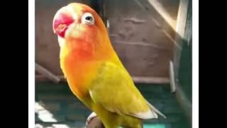 Mengatasi Lovebird OB