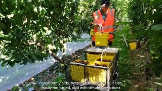 Future Orchard Planting System (FOPS)