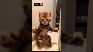 very nice video || billi ka scooty dance || funny Billi || #ldcrazy #funny #comedy #viral #shorts