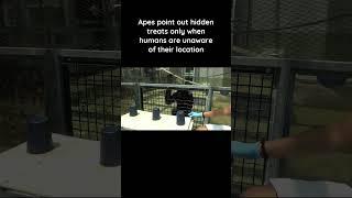 Apes point out hidden treats only when humans are unaware of their location