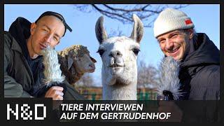 Tiere interviewen auf dem Gertrudenhof | c/o pop xoxo 2021| Niklas & David