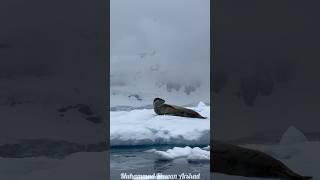 A seal is lying on an ice floe. #seals #seal #sealsofinstagram #wildlife #nature #sealife #ocean