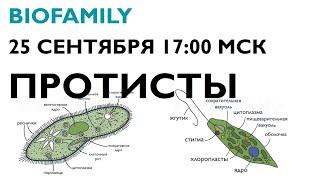 Протисты | BioFamily | Андрей Фрейдман