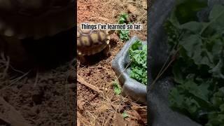 Day 5: Things I’ve Learned About my Baby Sulcata & Leopard Tortoises So Far