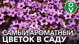 ПОСЕЙТЕ ЦВЕТОК С АРОМАТОМ ВАНИЛИ! Как вырастить из семян гелиотроп?