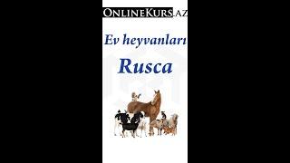 Rusca ev heyvanları