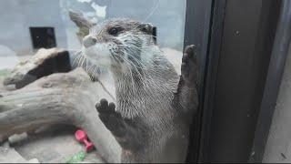 Chill with the otters at Wild Animal Safari