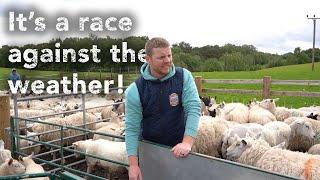 We’ve Got 180 Ewes to Shear – But the Rain is Coming! ️