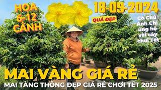 CHỊ THANH TRÀ Giao Lưu Mai Tàng Thông Đẹp Giá Rẻ Hoa Đẹp Chơi Tết • THÀNH TRỌNG LÊ • THÀNH TRỌNG LÊ