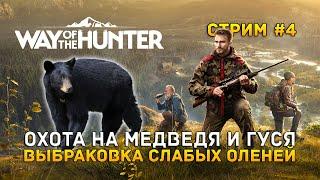 Стрим Way of the Hunter #4 - Охота на Медведя и Гуся. Выбраковка слабых Оленей