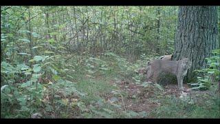 Trail Cam Videos - 2016 in Wisconsin