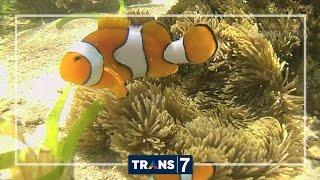 DUNIA BINATANG - TANGKAPAN NELAYAN CELEBES (2/11/16) 3-1