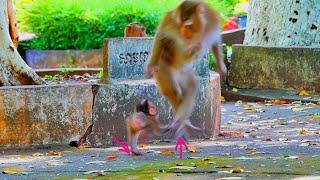 Best MV...When little baby monkey SARIKI follow and plays with her mom SARIKI like that.