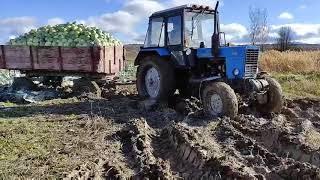 belarus traqtor mtz 80. Ruisi.