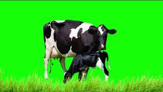 Green Screen  Cows & Grass | Chroma Key Graphics For Videos No Copyright Free To Use