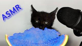 Kitten Eating Blue Watermelon ASMR