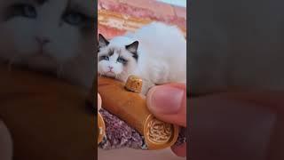 my cat #cat #funny #dance #catlover #techno #frog #art #17agustus #cover #dangdut