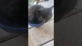 Just a cat in a water bowl. #kitten #cat