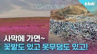 '매년 4만 t씩 쌓이는 옷', 세계에서 가장 건조한 곳에서,  10년에 한 번 기적처럼 피는 꽃 ｜크랩