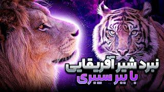 در جدال بین ببر سیبری و شیر آفریقایی برنده کیست؟