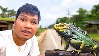 Iguana in the wild in Rural Thailand? 