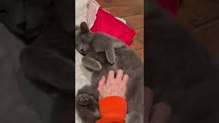Video of adoptable pet named Green Pepper