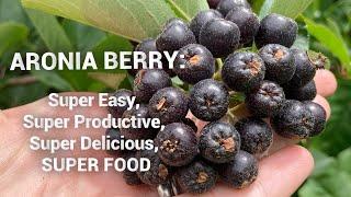 How to Grow Aronia: An easy shrub with tasty nutritious berries.