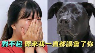 拉布拉多為愛忍痛4個月，主人卻誤以為它是膽小鬼，誰知訓犬師道出真相後，主人當場崩潰