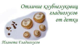 Отличие клубнелуковиц гладиолусов от детки