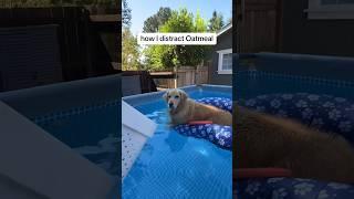 At this point, I’m the retriever. #PoolTime #SummerVibes #goldenretriever #Shorts