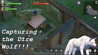 Capturing the Dire Wolf - Wasteland Survival - Episode 48