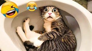 Funniest Cats And Dogs Videos 2024You Laugh You Lose 