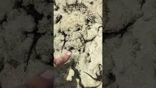 Palatandaan na may Bug-atan shell. #seashorevibes #freshseafoods #seashell #seaweed #beach