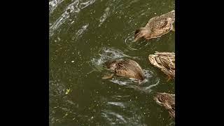 Diving young Mallard #Shorts #Diving #Mallard