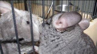 Chinchilla LOVE SQUEAKS!