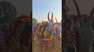 Hulginakoppa Habba #kurukshetra #arjun #hori #horihabba #vairalvideo #trending