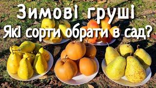 Зимові сорти груші. Які сорти груші обрати в сад.