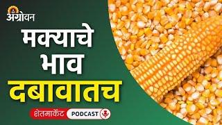 Cotton, Soybean Market: कापूस बाजारभाव, सोयाबीन भाव, मका बाजार, केळी दर  | Agrowon