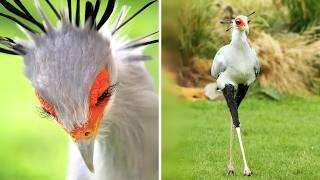 Secretarybird  The Most Elegant Snake Killer!