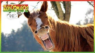  Zoboomafoo 128 | Horses | Animal shows for kids | Full Episode | HD 