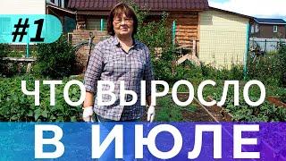 Что и как растет в огороде на даче в конце июля - часть #1