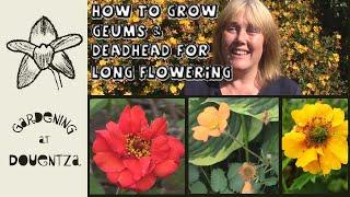 How to Grow Geums & Deadhead for Long Flowering || Quick & Easy Guide