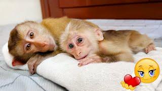 Monkey PiPi and TiTi enjoy Dad's special care after days of separation