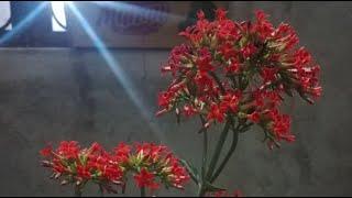 Hotel Desert gardening  tips is live!
