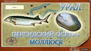 Персидский осётр + Моллюск. Русская рыбалка 3.99