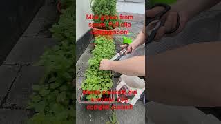 Mint grown from seeds. Full clip coming soon! #garden #mint #harvest #happy