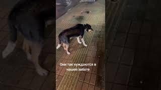 Подпишись, если хочешь помочь бездомным животным . Поможем вместе 